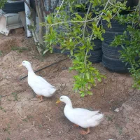 مرغابی بوقلمون خروس