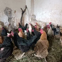 مرغ تخم گذار