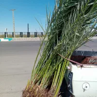 فروش انواع نخل