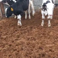 سیمینتال فروشی