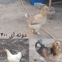 مرغ و خروس|حیوانات مزرعه|تبریز, |دیوار