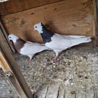 فروشی|پرنده|تهران, قیطریه|دیوار