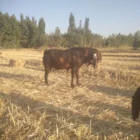 بز نر