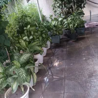 گل کاغذی + دیفن باخیا|گل و گیاه طبیعی|اصفهان, خواجو|دیوار