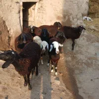 ۹ راس بره ماده