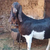 بز پاکستانی|حیوانات مزرعه|اردکان, |دیوار