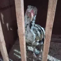 مرغ خروس|حیوانات مزرعه|رشت, پل تالشان|دیوار