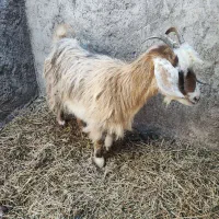 بز غاله جوان چاق|حیوانات مزرعه|ایواوغلی, |دیوار