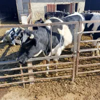 گاو نوبر آبستن