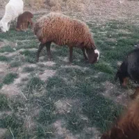 ۸ راس میش شیشک