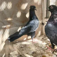 کبوتر بهبهانی