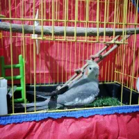 یک عدد عروس هلندی سالم و سرحال|پرنده|قائمشهر, |دیوار