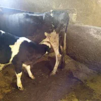 گاو وگوساله سیمینتال|حیوانات مزرعه|بروجرد, |دیوار