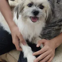 سگ اپارتمانی