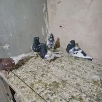 کبوتر رنگی|پرنده|پیر بکران, |دیوار