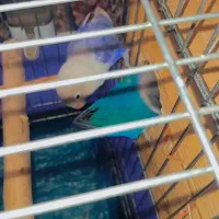 عروس هلندی طوطی برزیلی|پرنده|چهارباغ, |دیوار