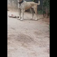 سگ رمه