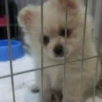 پامرانین خرسی عروسکی