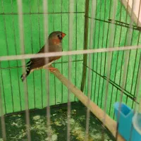 ماهی فایتر فنج نر