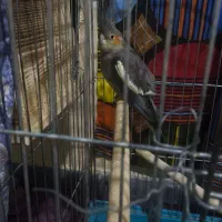 فروش عروس جفت و تک|پرنده|بندر کنگان, |دیوار