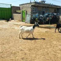 فروش بزکهردار
