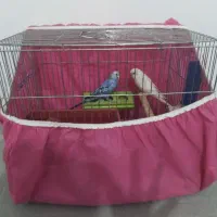 مرغ عشق دستی|پرنده|ایلام, |دیوار