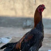 جوجه هفت ماهه