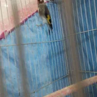 سهره نر بالغ