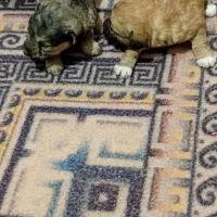 واگزاری توله پاکوتا عروسکی|سگ|نوشهر, |دیوار