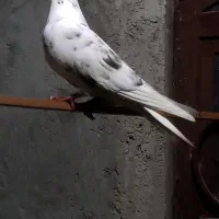 کفتر زاغ چشم نوک گرهن فول