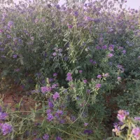 فروش بذر یونجه محلی