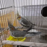 جفت عروس سیامون