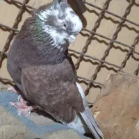 کفتر|پرنده|شاهرود, |دیوار