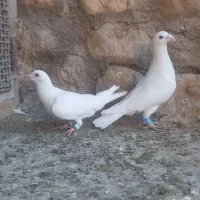 فروش ۵عدد پرنده درجه یک|پرنده|بافق, |دیوار