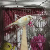 ماده قناری اماده
