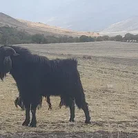 نر بز (بزغاله) یور مناسب نژادگیری|حیوانات مزرعه|دینور, |دیوار