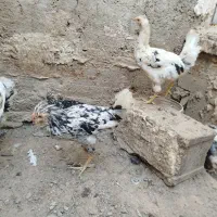 جوجه خروس محلی وگلین|حیوانات مزرعه|شریفآباد, |دیوار