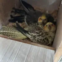 عروس هلندی یک دونه