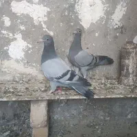 دوجفتجوجهمسافتیباجفتنروماده|پرنده|هامون, |دیوار