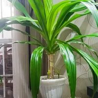 گل و گیاه|گل و گیاه طبیعی|مبارکه, |دیوار