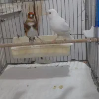 قناری نرسفید