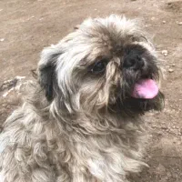 گمشده|سگ|آستانه اشرفیه, |دیوار