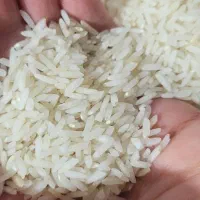 برنج کشت دوم|خوردنی و آشامیدنی|آمل, |دیوار