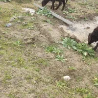 بره ماده قزل افشار|حیوانات مزرعه|گرگان, |دیوار