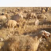 صد راس میش داشتی جوان