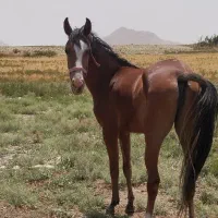 اسب کره مادیون سردم گیر|اسب و تجهیزات اسب‌سواری|رزن, |دیوار