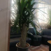 گل یوکا . بنسای آپارتمانی . از تولید به مصرف
