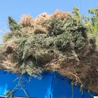 یونجه