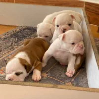 سگ انگلیش بولداگ اصیل