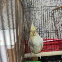 جفت لوتینو جوان با 4عدد جوجه تضمینی|پرنده|مشهد, کارمندان دوم|دیوار